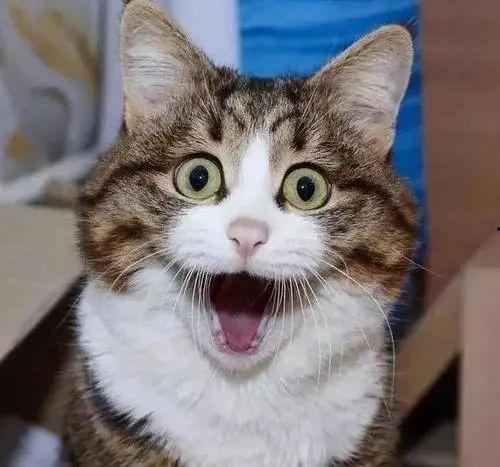 娱乐吃瓜酱神仙猫,揭秘娱乐圈背后的神秘故事